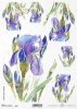 irys, irysy, kosaciec, kosaćce, kwiat, kwiatek, kwiatki, R987, iris, irises, flower, iris, lirios, guadaña, flor, Schwertlilie, Sense, Blume